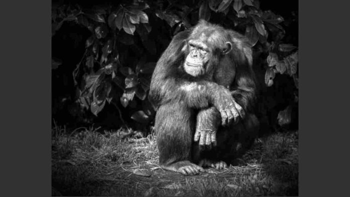 A Most Forgiving Ape